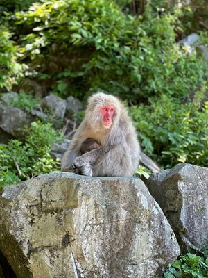 久々の温泉♨️猿見て山登って毎日歩いてた！