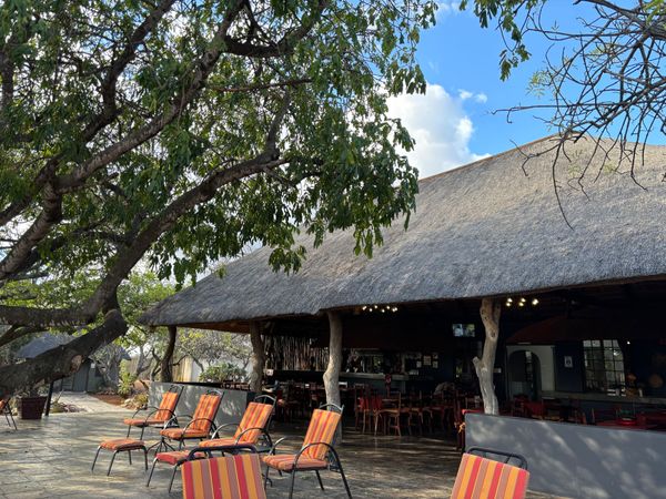 南アフリカ・ケープタウン「家族旅2024 In 南アフリカ」の写真：ホテルのプール
近くでは、イボイノシシさ...