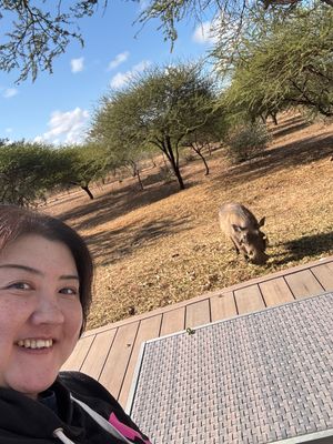 ホテルのプール
近くでは、イボイノシシさんがお食事中