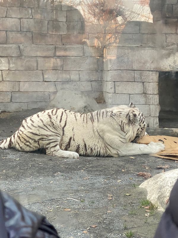 日本・埼玉県「東武動物公園」の写真