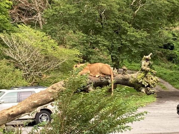 日本・山梨県「山中湖キャンプ」の写真