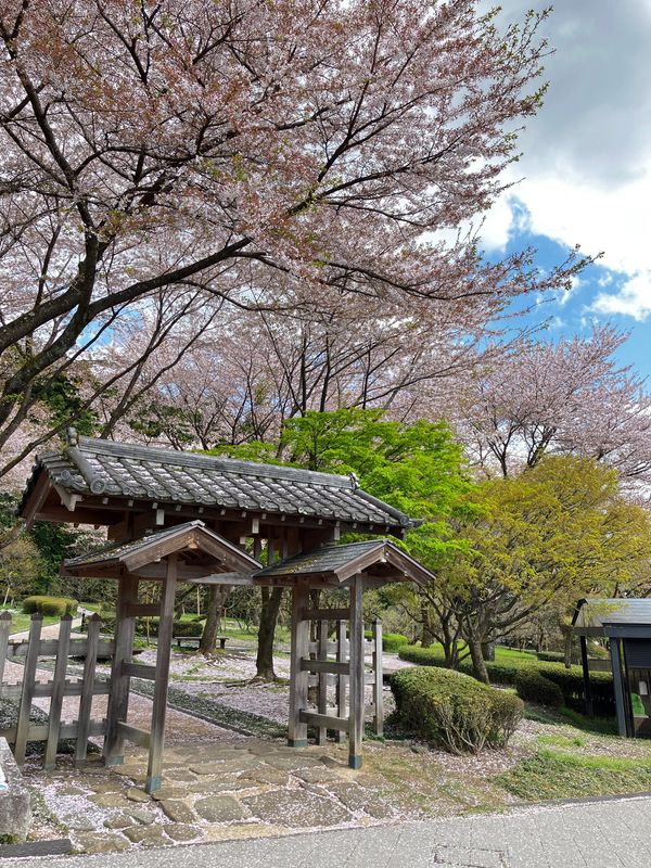 日本・軽井沢「軽井沢」の写真：横川ＳＡの桜
美しい😍