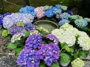 勝林寺の花手水