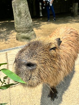 私の長崎旅行のハイライトは長崎バイオパーク🦫
きなこちゃんに会えて嬉しかったー