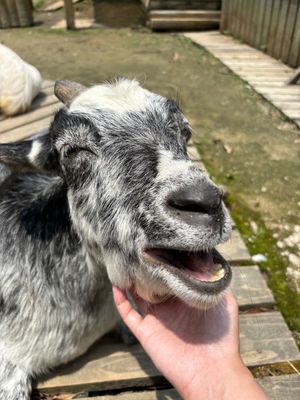 私の長崎旅行のハイライトは長崎バイオパーク🦫
きなこちゃんに会えて嬉しかったー