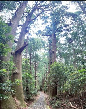 Day2
今回の旅のメイン
熊野古道へ
専属のガイドさんがめちゃくちゃいい...