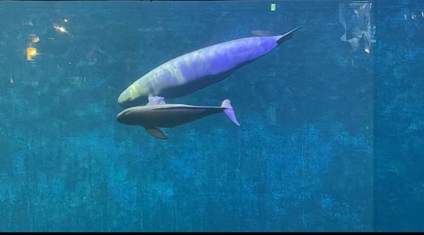 日本・和歌山県「家族旅2022 和歌山・三重」の写真：Day3
伊勢志摩へ向かう途中で飼育種類...