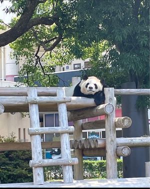 Day1
朝一番で和歌山入りし、そのままパンダに会いにアドベンチャーワール...