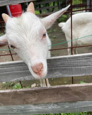 Day3-2
高千穂から阿蘇を抜けて熊本へ行くはずだったが
阿蘇は悪天候で...