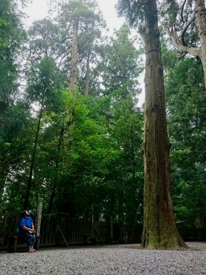 Day2-3
お宿は高千穂
高千穂神社の杉の木が素晴らし過ぎた！！