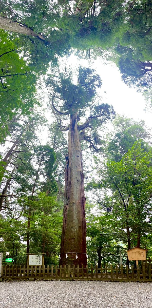 日本・大分県「友旅2022 with まちゃみ⭐️赤堀　九州周遊」の写真：Day2-3
お宿は高千穂
高千穂神社の...