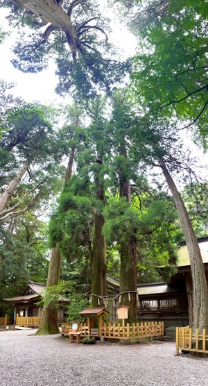 Day2-3
お宿は高千穂
高千穂神社の杉の木が素晴らし過ぎた！！