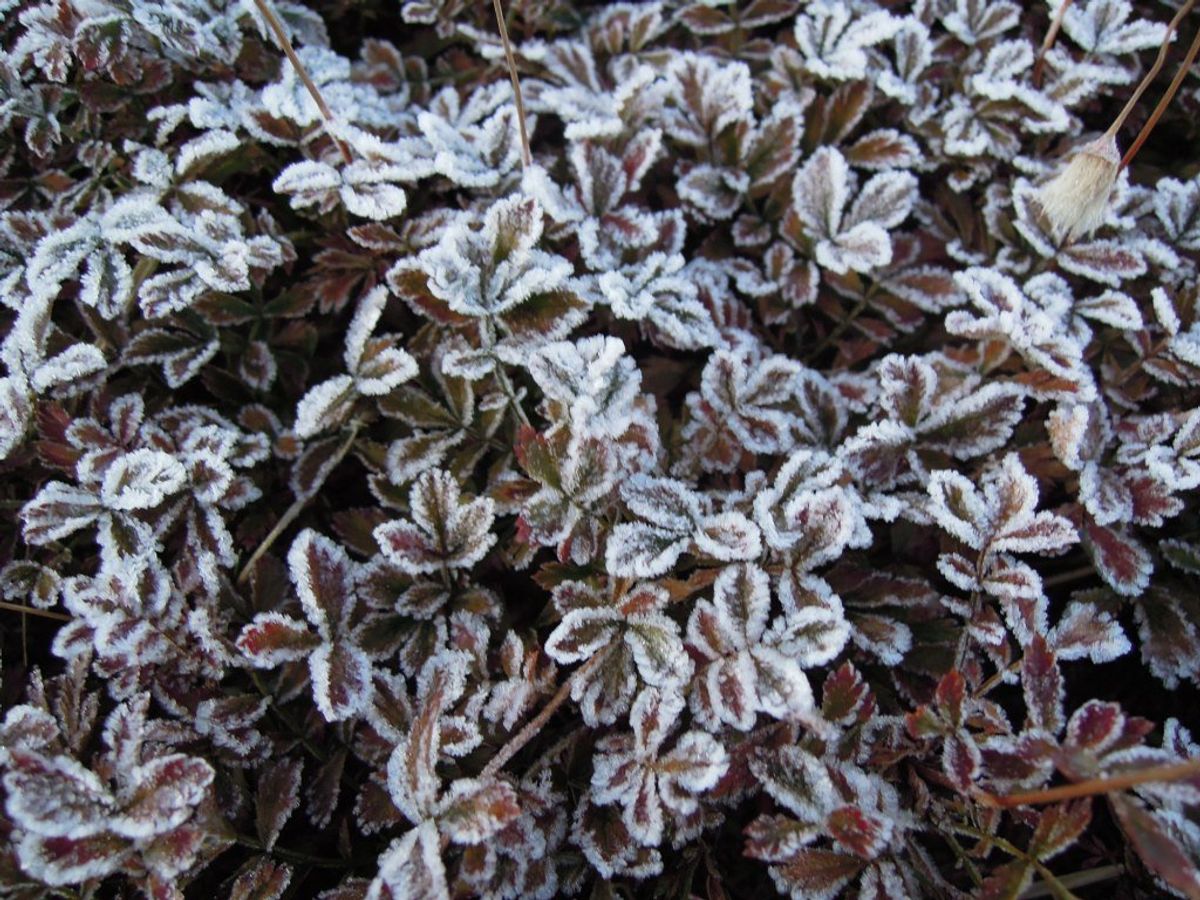 9月末でしたが朝の気温は氷点下。霜がおりていました。