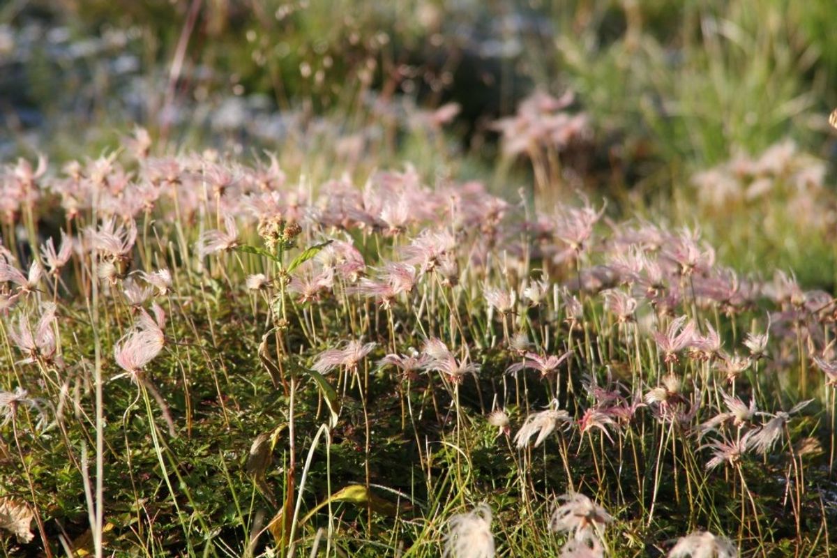 9月末でしたが朝の気温は氷点下。霜がおりていました。