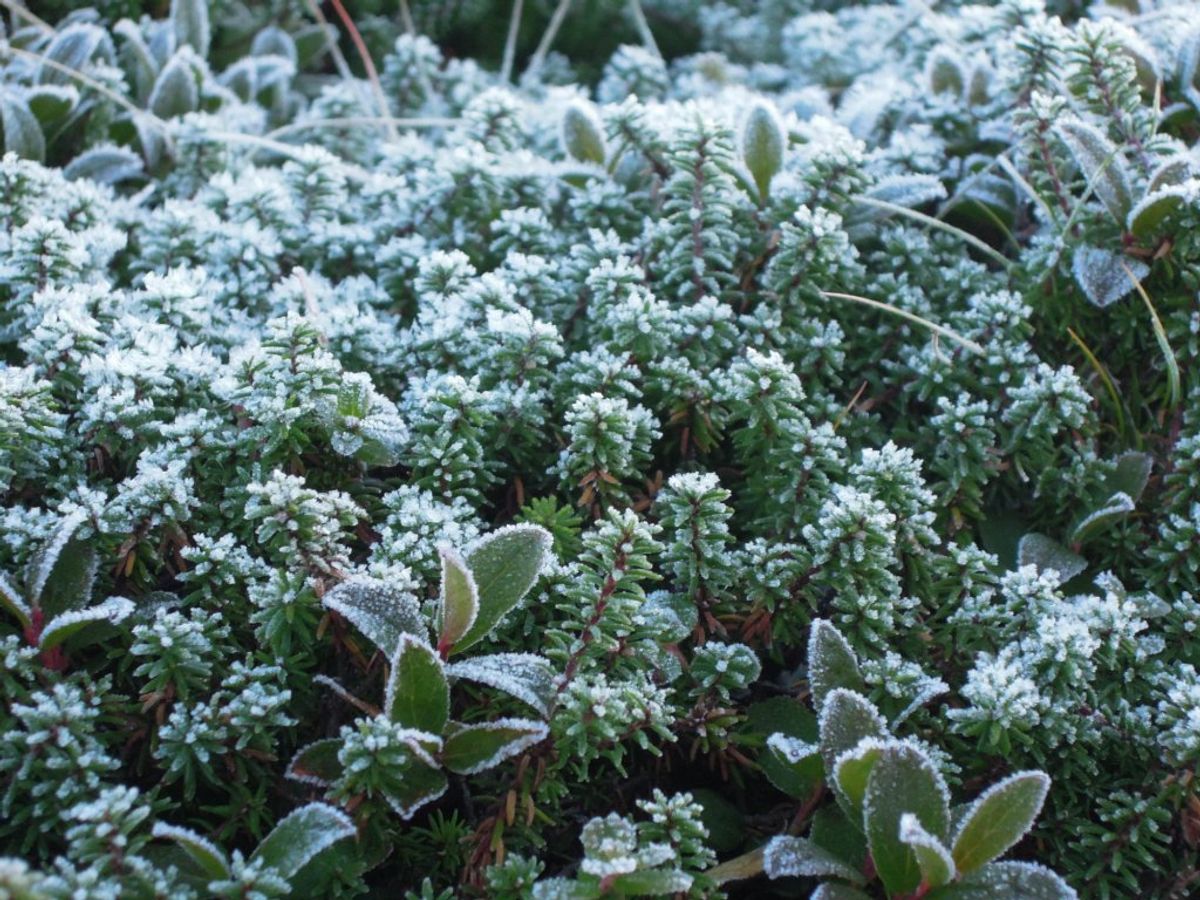 9月末でしたが朝の気温は氷点下。霜がおりていました。