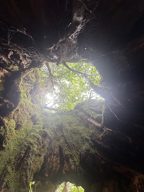 日本「鹿児島県　屋久島」の写真