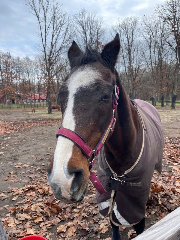 日本・北海道「登別温泉とノーザンファーム」の写真