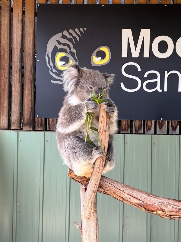 オーストラリア連邦・メルボルン「オーストラリア家族旅行」の写真