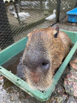 Day1-3
ぞうの国の姉妹園
サユリワールド
ここも、絶対来る！！
ふれ...