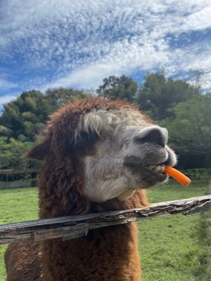 Day1-1
志村動物園で観ていた袖ヶ浦ふれあいどうぶつ縁へ
手作りの動物...