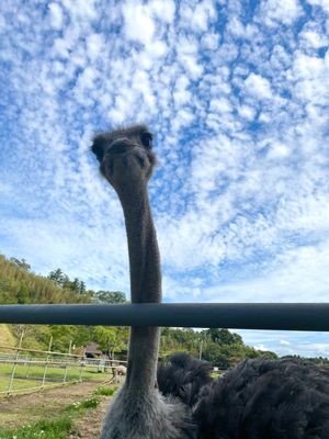 Day1-1
志村動物園で観ていた袖ヶ浦ふれあいどうぶつ縁へ
手作りの動物...