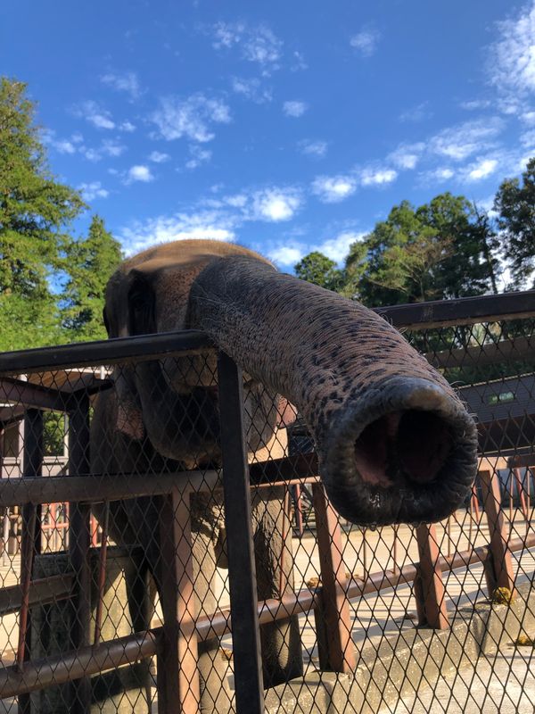 日本・千葉県「コロナ禍家族旅2021 千葉」の写真：Day1-2
千葉に行ったら絶対行く！
...