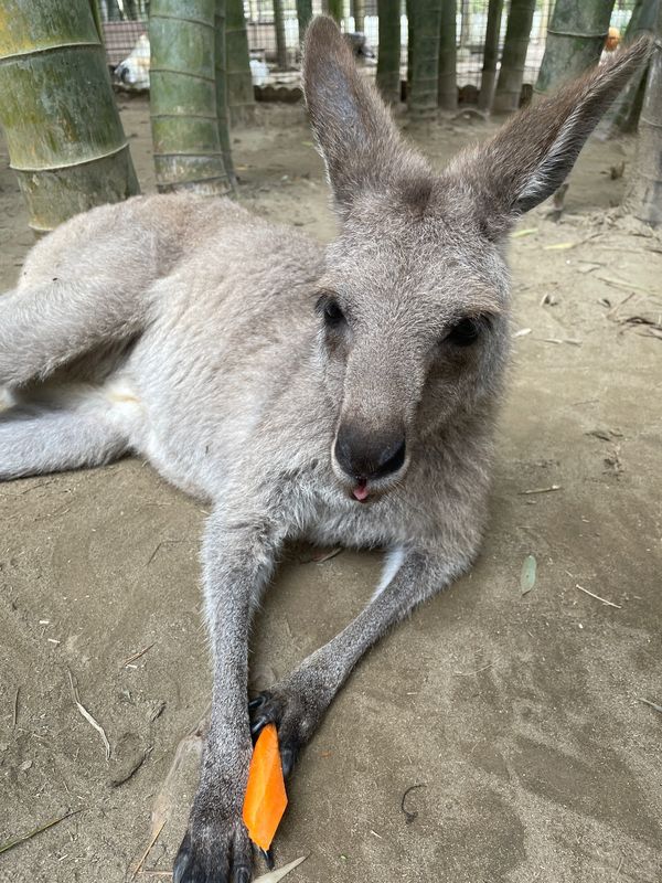 日本・千葉県「コロナ禍家族旅2021 千葉」の写真：Day1-4
サユリワールド2