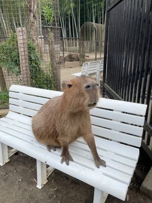 Day1-3
ぞうの国の姉妹園
サユリワールド
ここも、絶対来る！！
ふれ...