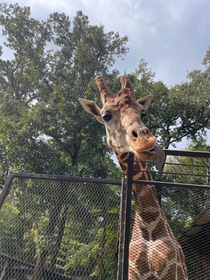 Day1-3
ぞうの国の姉妹園
サユリワールド
ここも、絶対来る！！
ふれ...