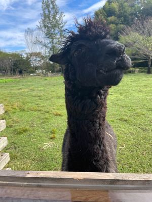 Day1-1
志村動物園で観ていた袖ヶ浦ふれあいどうぶつ縁へ
手作りの動物...