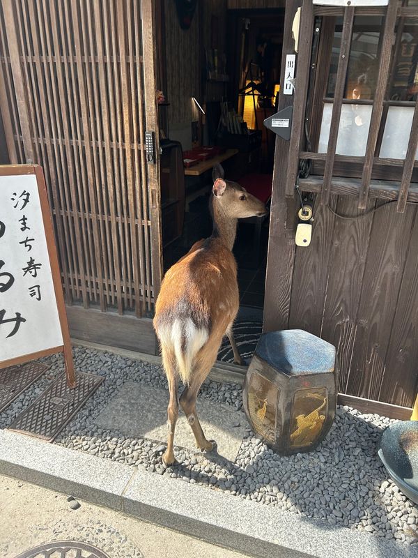 日本・広島県「広島出張🍁」の写真