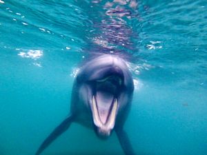 ドルフィンスイム大好き💕
ここ数年は毎年訪れてる下田海中水族館
ここのドル...