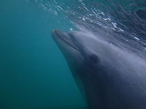 ドルフィンスイム大好き💕
ここ数年は毎年訪れてる下田海中水族館
ここのドル...