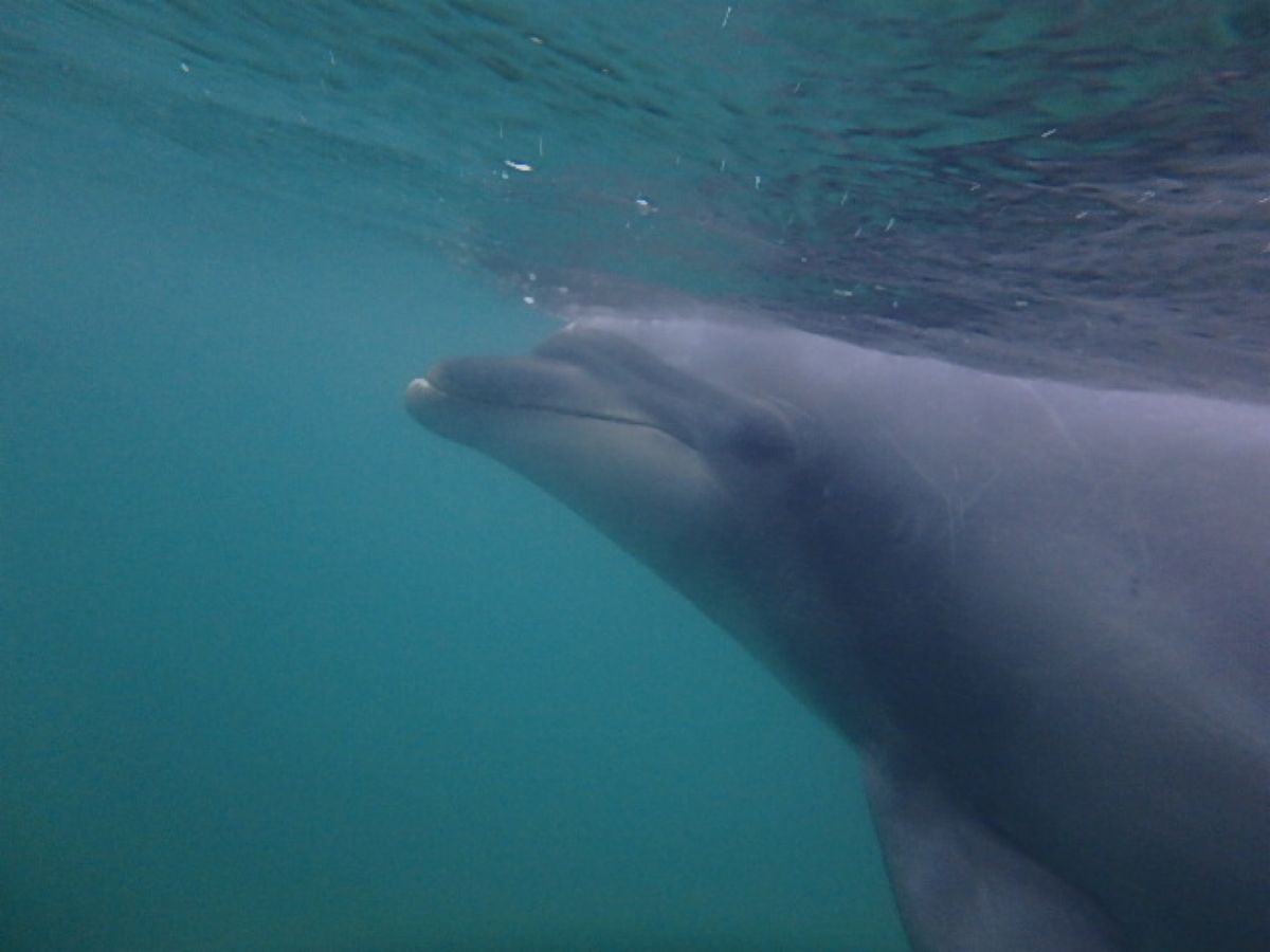ドルフィンスイム大好き💕
ここ数年は毎年訪れてる下田海中水族館
ここのドル...