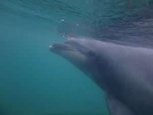 ドルフィンスイム大好き💕
ここ数年は毎年訪れてる下田海中水族館
ここのドル...