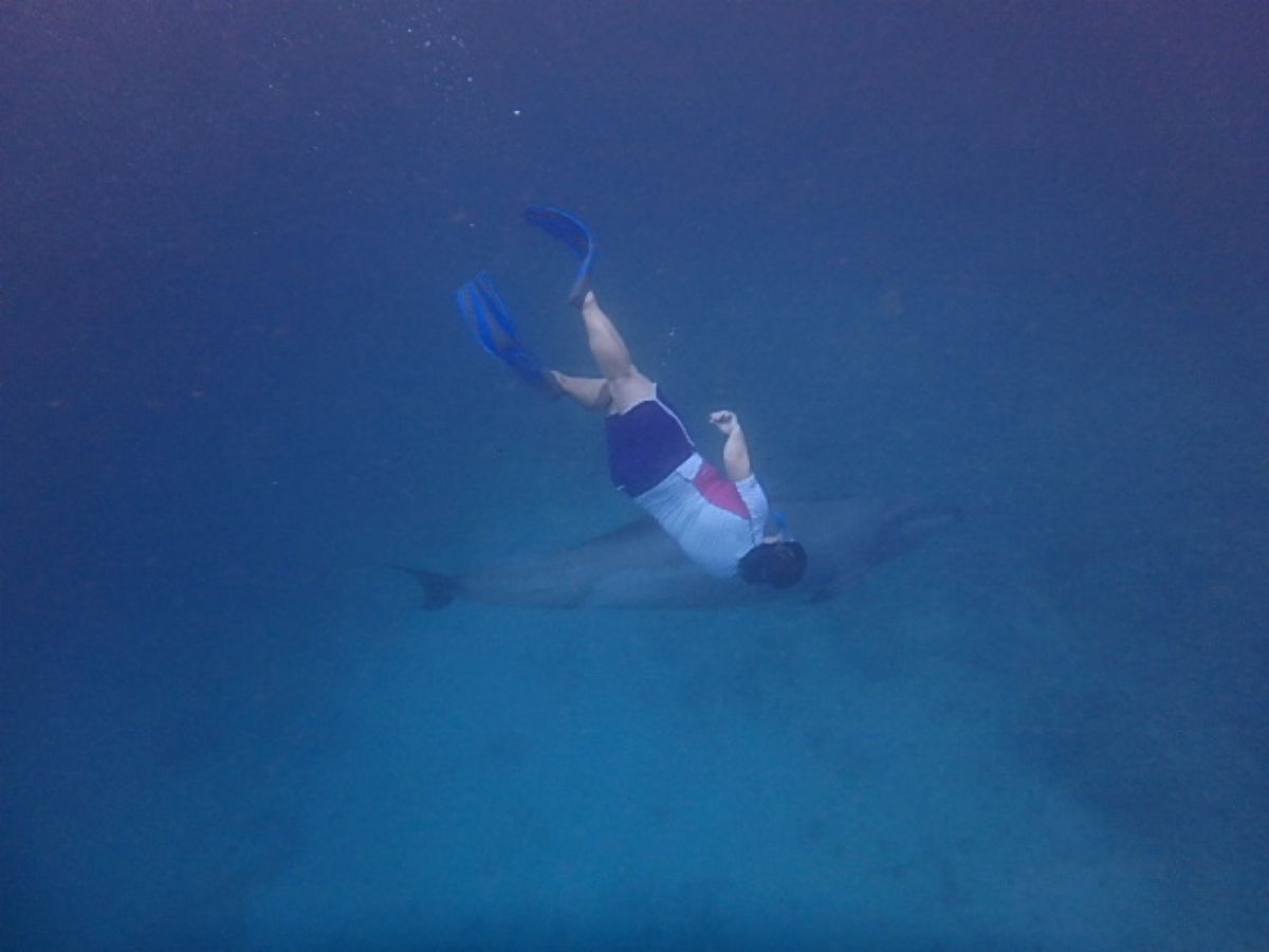 Dolphins Pacific 
イルカ🐬大好き！
世界中ドルフィンスイ...