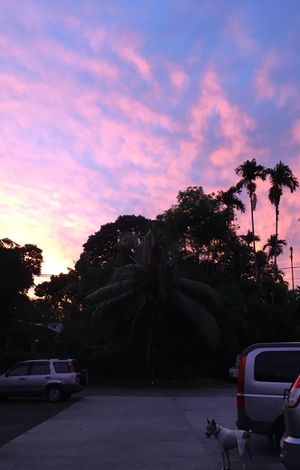 パラオ🇵🇼
サンセット特集
マジて癒される。