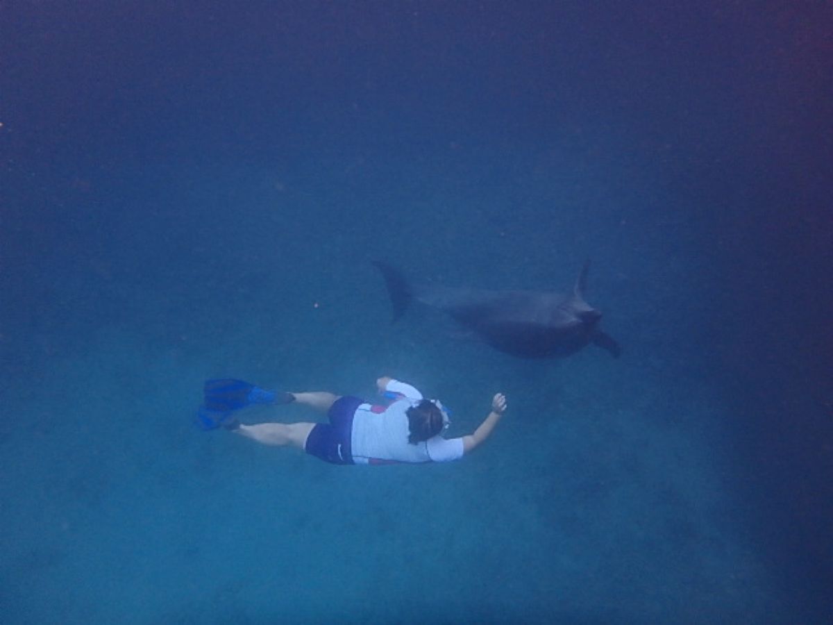 Dolphins Pacific 
イルカ🐬大好き！
世界中ドルフィンスイ...