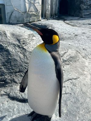 旭山動物園…旭山の坂道を利用して作られていて、風が吹き抜けて本当に爽やかな...