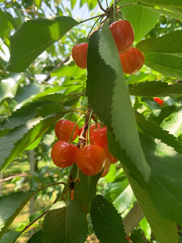 日本・宮城県「山形さくらんぼ」の写真