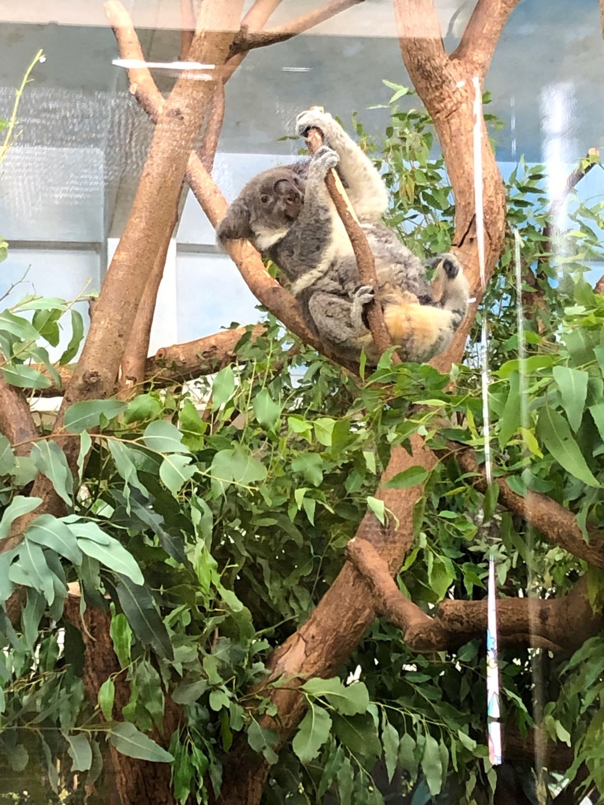 最終日は動物園へ。