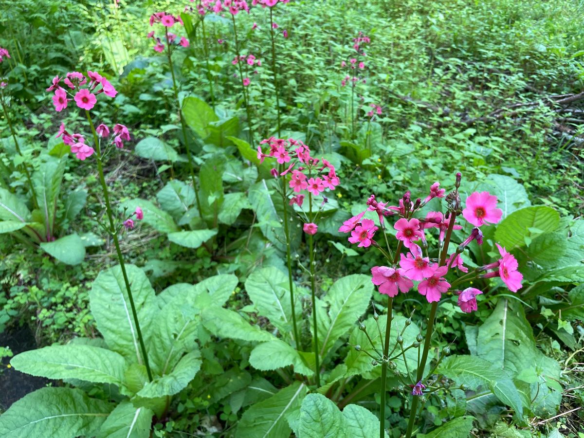 戸隠植物園でバードウォッチング。キビタキ、アカゲラ、アオゲラなどなどたくさ...