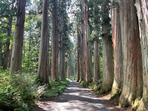 奥社参道の杉並木。樹齢数百年と思われる立派な杉並木です。