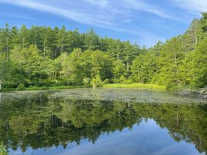 戸隠植物園でバードウォッチング。キビタキ、アカゲラ、アオゲラなどなどたくさ...