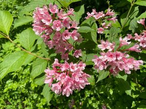 植物園には色々な花が咲いています。