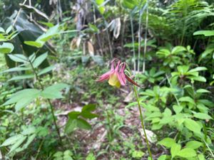 植物園には色々な花が咲いています。