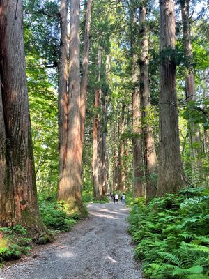 奥社参道の杉並木。樹齢数百年と思われる立派な杉並木です。