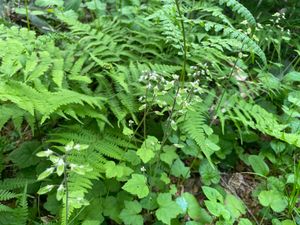 植物園には色々な花が咲いています。