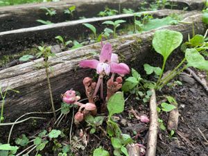 植物園には色々な花が咲いています。