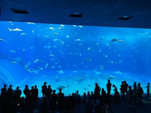 美ら海水族館